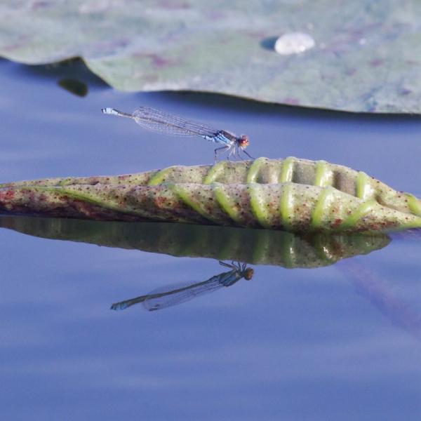 Nino Andreani Mantova - come in uno specchio - White Nino